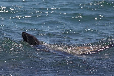 Australian fur seal (Arctocephalus pusillus) swimming in the sea at South Durras in the Murramarang National Park, Australia.