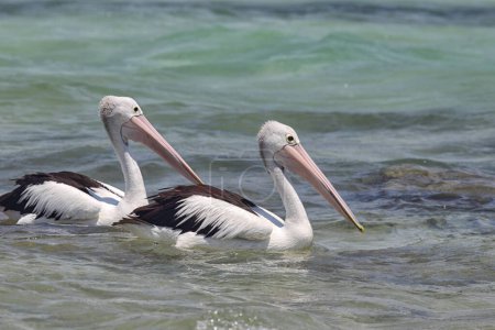 Australian Pelicans (Pelecanus conspicillatus) swimming in the sea at the coast in South Durras in the Murramarang National Park, Australia.