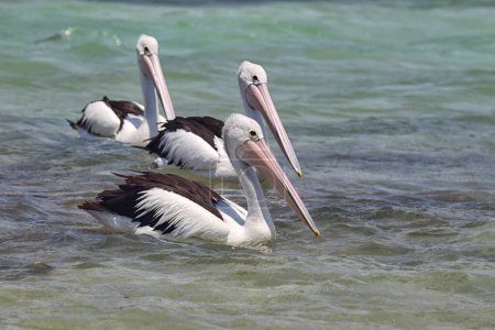 Australian Pelicans (Pelecanus conspicillatus) swimming in the sea at the coast in South Durras in the Murramarang National Park, Australia.