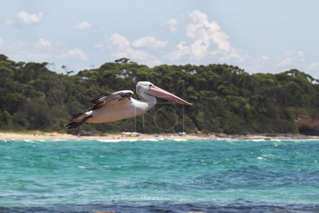Australian Pelican (Pelecanus conspicillatus) flying over the sea at the coast in South Durras in the Murramarang National Park, Australia.