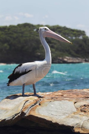 Australian Pelican (Pelecanus conspicillatus) sitting on a rock at the coast in South Durras in the Murramarang National Park, Australia.