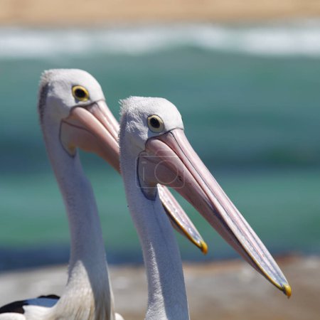 Close up of two Australian Pelicans (Pelecanus conspicillatus) at the coast in South Durras in the Murramarang National Park, Australia.