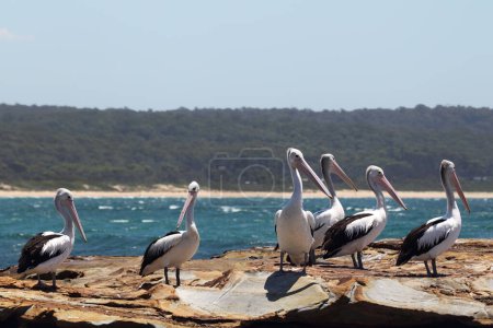 A group of Australian Pelicans (Pelecanus conspicillatus) sitting on a rock at the coast in South Durras in the Murramarang National Park, Australia.