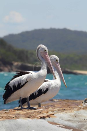 Two Australian Pelicans (Pelecanus conspicillatus) sitting on a rock at the coast in South Durras in the Murramarang National Park, Australia.