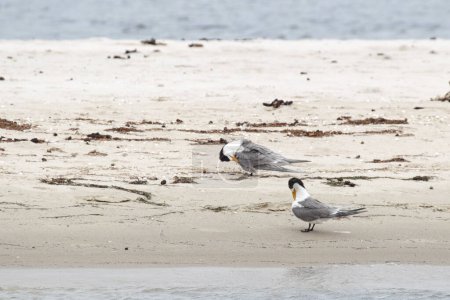 Greater Crested Terns (Thalasseus bergii) resting on the beach at Lake King in Lakes Entrance, Victoria, Australia.