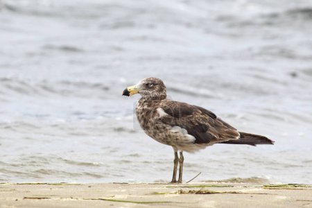 Juvenile Pacific gull (Larus pacificus) at the shore of Lake King in Lakes Entrance, Victoria, Australia.