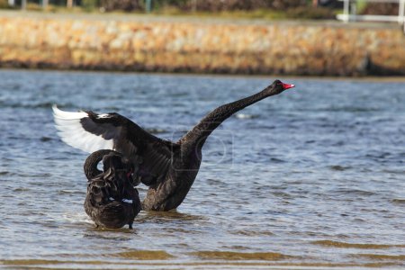 Black Swans (Cygnus atratus) at the shore of Lake King in Lakes Entrance, Victoria, Australia.