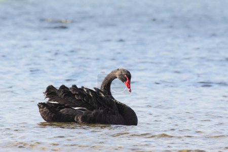 Black Swan (Cygnus atratus) swimming at the shore of Lake King in Lakes Entrance, Victoria, Australia.
