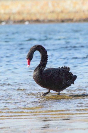 Black Swan (Cygnus atratus) at the shore of Lake King in Lakes Entrance, Victoria, Australia.