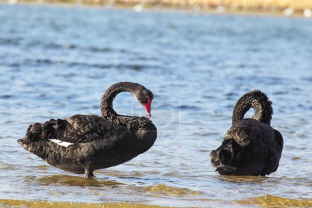 Black Swans (Cygnus atratus) at the shore of Lake King in Lakes Entrance, Victoria, Australia.