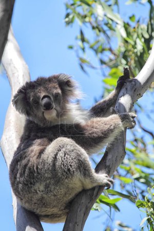 Koala (Phascolarctos cinereus) grimpant sur un eucalyptus sur l'île Raymond au lac King, Victoria, Australie.