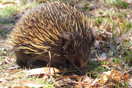 Short-beaked Echidna (Tachyglossus aculeatus) searching for food on Raymond Island in Lake King, Victoria, Australia.