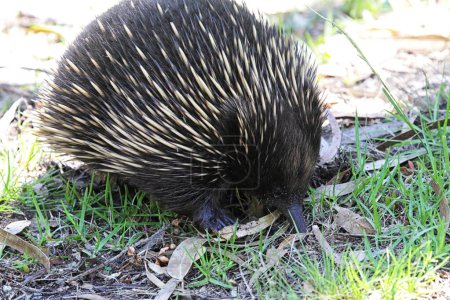 Short-beaked Echidna (Tachyglossus aculeatus) searching for food on Raymond Island in Lake King, Victoria, Australia.
