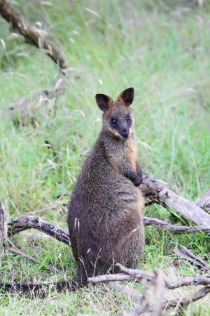 Pantano Wallaby (Wallabia bicolor) sentado en el monte en Phillip Island, Victoria, Australia.