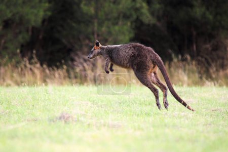 Jumping Swamp Wallaby (Wallabia bicolor) auf Phillip Island, Victoria, Australien.