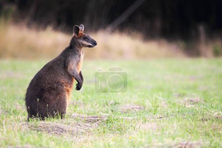 Pantano Wallaby (Wallabia bicolor) sentado en un prado en Phillip Island, Victoria, Australia.