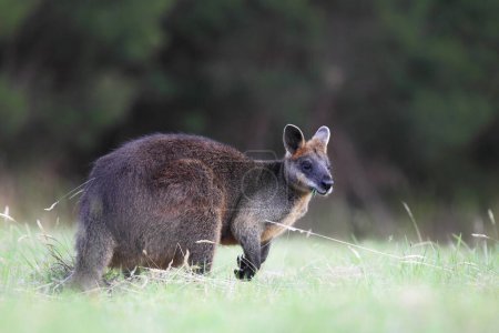 Sumpfwallaby (Wallabia bicolor) sitzt auf einer Wiese auf Phillip Island, Victoria, Australien.