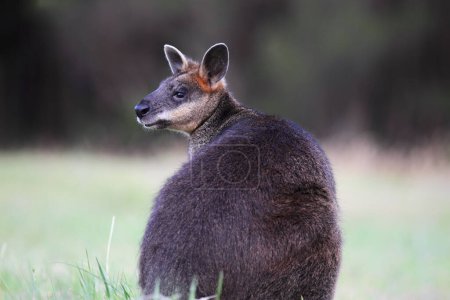 Pantano Wallaby (Wallabia bicolor) sentado en un prado en Phillip Island, Victoria, Australia.