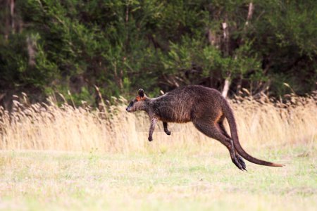 Pantano de salto Wallaby (Wallabia bicolor) en Phillip Island, Victoria, Australia.