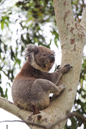 Koala (Phascolarctos cinereus) sitzt auf einem Baum im Tower Hill Wildlife Reserve bei Warrnambool, Victoria, Australien.
