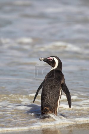 African Penguin (Spheniscus demersus) walking into the sea on Boulders Beach near Cape Town, South Africa.