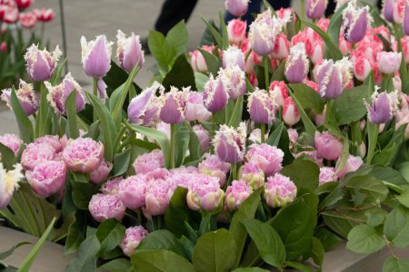 Téléchargez les photos : Gros plan sur la tulipa des tulipes dans les jardins du Keukenhof à Lisse Hollande Pays-Bas - en image libre de droit