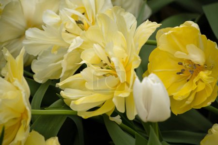 Téléchargez les photos : Gros plan sur la tulipa des tulipes dans les jardins du Keukenhof à Lisse Hollande Pays-Bas - en image libre de droit
