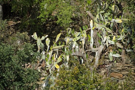Foto de Paisaje de insectos infestados de opuntia espinosa cactus durante el verano en Cataluña España - Imagen libre de derechos