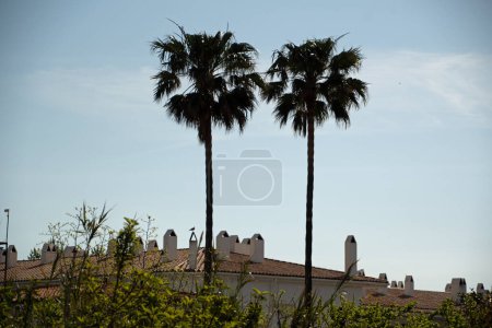Photo for Landscape of palm trees and a wall in during summer Cadaques Catalonia Spain - Royalty Free Image