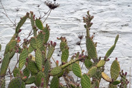 Foto de Paisaje de nopal opuntia cactus durante el verano en Cataluña España - Imagen libre de derechos