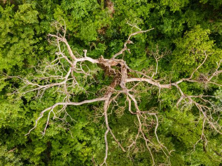 Aerial top down tropical treetop view in park Mae Bonifacia in summer in Cuiaba Mato Grosso Brazil