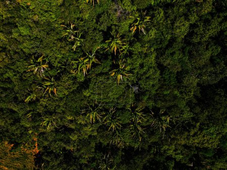 Luftaufnahme des tropischen Waldes auf dem Chapada-Hügel im Sommer in Nobres Bom Jardim Mato Grosso Brasilien