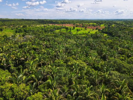 Aerial treetop view of forest on Chapada hill during summer in Nobres Bom Jardim Mato Grosso Brazil