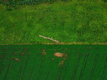 Luftaufnahme von tropischen Feldern im Sommer in der Stadt Tangara da Serra in Mato Grosso Brasil