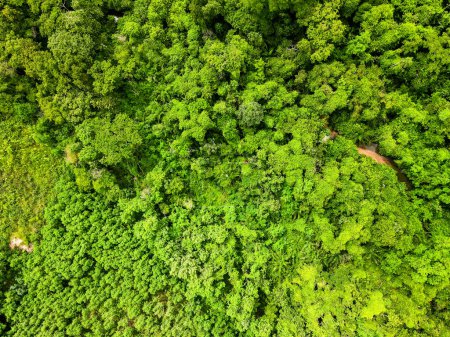 Aerial top down of forest in Parque Mae Bonafacia park in summer in Cuiaba Mato Grosso Brazil