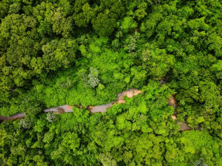Aerial top down of forest and river in Parque Mae Bonafacia park in Cuiaba Mato Grosso Brazil