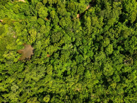 Aerial top down of forest and river in Parque Mae Bonafacia park in Cuiaba Mato Grosso Brazil