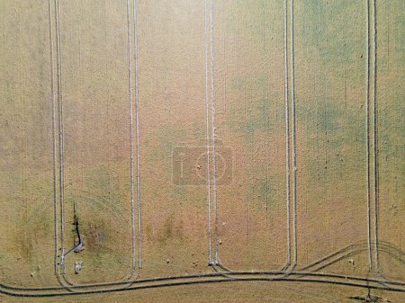 Aerial landscape of rapeseed canola oil field on the Island of Rugen in Mecklenberg Vorpommern Germany