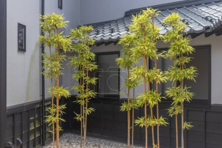 Foto de Árboles de bambú en el patio, Maruoka, Fukui, Japón. - Imagen libre de derechos