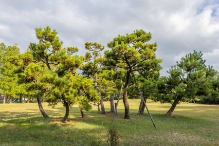 Groupe de pins (matsu) dans le parc japonais, Kanazawa, Japon.