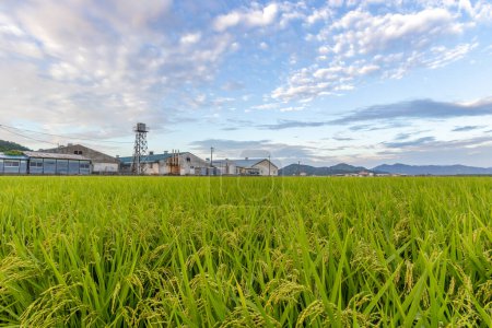 Rice field in summer, with the rice, known as ine at this stage in its growth, ready to harvest. Fukui,, Japan.