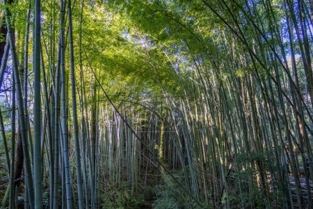 Path through bamboo forest in winter, Kanazawa, Japan.
