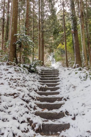 Steps through forest in winter, Kanazawa, Japan.