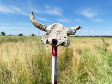 Foto de Desminado en Ucrania. Cráneo de vaca se levanta en poste que muestra campo minado - Imagen libre de derechos