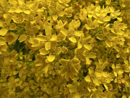 Foto de Fondo de flores silvestres amarillas en el prado de verano - Imagen libre de derechos