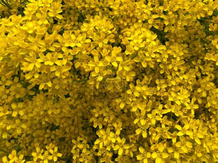 Foto de Fondo de flores silvestres amarillas - Imagen libre de derechos