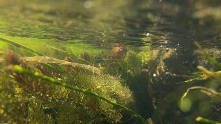 Foto de Mundo submarino en las montañas. Limpie el agua clara en un flujo rápido - algas, piedras y burbujas de aire del flujo rápido - Imagen libre de derechos