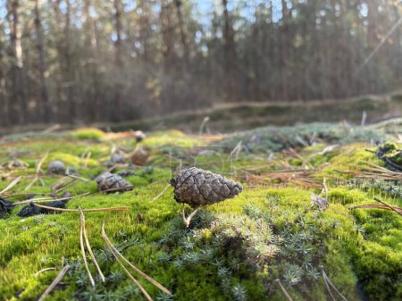 Foto de Cono de pino joven se encuentra en el musgo verde en un día soleado brillante contra el telón de fondo del bosque - Imagen libre de derechos