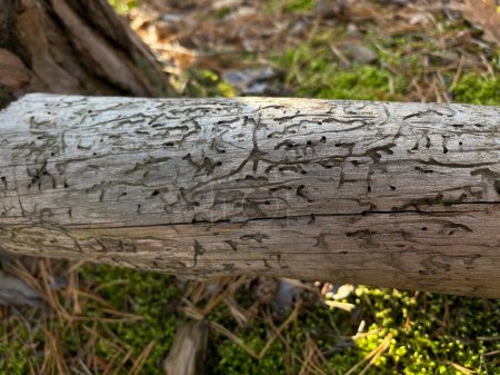 Foto de Árbol seco caído sin corteza en el que se mostraban rastros enredados de escarabajos de corteza, rastros parecen escritura caótica - Imagen libre de derechos