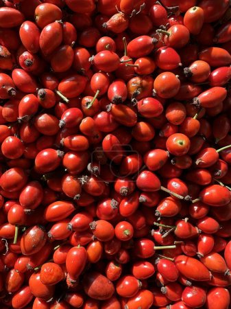 Foto de Bayas rojas ovaladas y redondas de rosa mosqueta maduras, vista superior de bayas sanas usadas en medicina después de la cosecha - Imagen libre de derechos